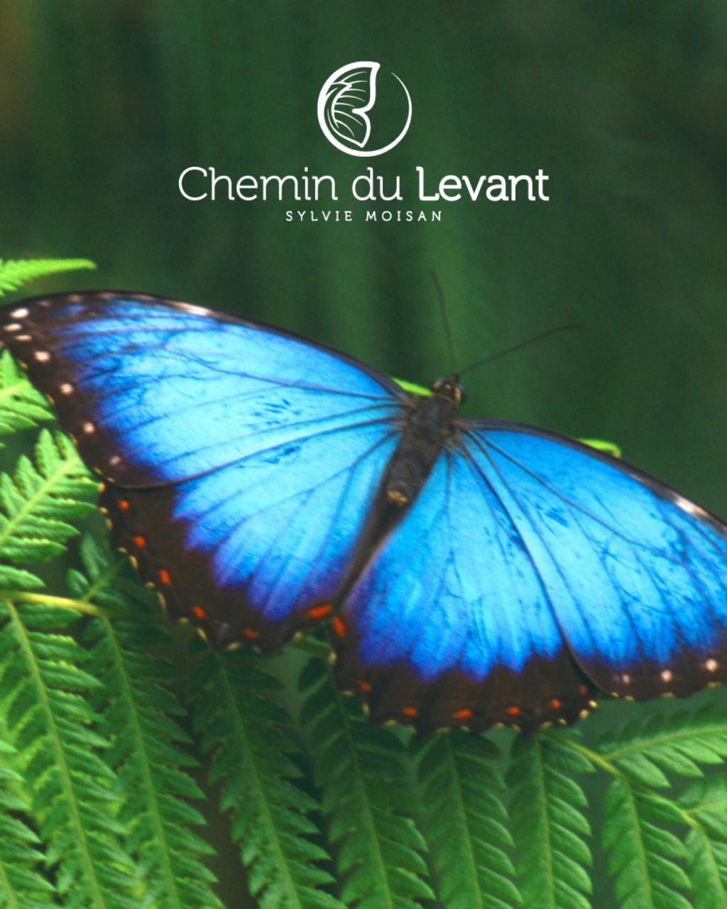 Cabinet Chemin du Levant Moisan Sylvie Cabinet Chemin du Levant Moisan Sylvie